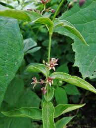 Image result for Vincetoxicum afrum