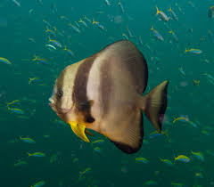 Image result for ikan