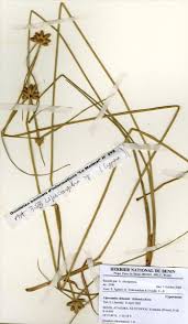 Image result for Lipocarpha chinensis