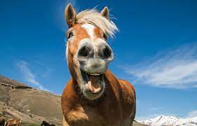 Three funny horses in their stable. 9 Funny Horse Show Videos Lovetoknow