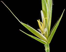 Image result for Brachypodium