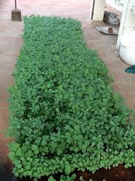 Government terrace garden kit in chennai address; About Terrace Garden Chennai Roof Garden Kitchen Garden Gardenning Garden Service Chennai