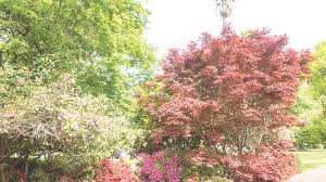 They share new crossword puzzle for newspaper and mobile apps everyday. In Praise Of Public Gardens Garden Jabber Inside Sacramento