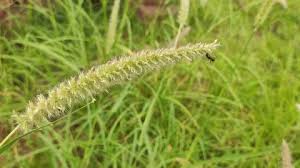 Image result for Cenchrus geniculatus