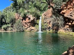 Image result for Faroa affinis