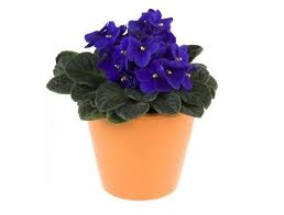 Bazı küçük işlemlerle çiçeğinizi sağlıklı bir hale getirebilirsiniz. Evlere Cok Yakisacak Cicek Turleri Bikolihediye Blog