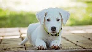 Mimpi tentang anjing biasanya terhubung dengan bidang kehidupan di mana kamu merasa terlindungi secara emosional. Pertanda Baik Begini Arti Mimpi Diikuti Hewan Peliharaan Hubungan Anda Solid Dengan Orang Terdekat Halaman 2 Tribun Jogja