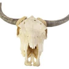 How To Preserve A Cow Skull Ehow Cow Skull Cow Skull Decor Skull Decor