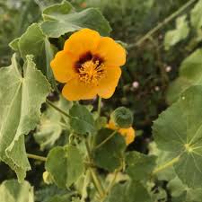 Image result for Abutilon hirtum