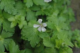 Image result for Geranium arabicum