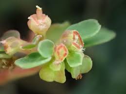 Image result for Euphorbia serpens