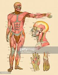 For example, an overhead press works the deltoids and triceps. Diagram Of Front Muscles Of Human Body Clipart Image