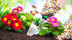 Frisches und gesundes gemüse kann am besten im eigenen gemüsegarten angepflanzt werden. Welche Blumen Man Im Marz Pflanzen Kann