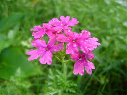 Image result for Verbena aristigera