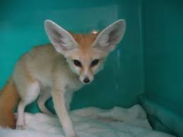 Browse search results for exotic kitten pets and animals for sale in indianapolis, in. Exotic Animals And The Law What Are Indiana S Laws Avian Exotic Animal Clinic