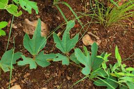 Image result for Neorautanenia