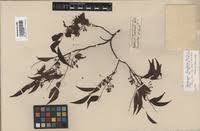 Image result for Dalbergia bracteolata