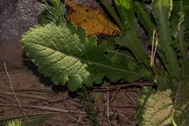 Image result for Senecio hochstetteri