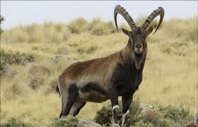 ዋልያ wālyā) is an endangered species of ibex. Walia Ibex An Ethiopian Endemic Species Endangered By Ppr Download Scientific Diagram