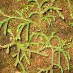 Image result for Lycopodiella cernua