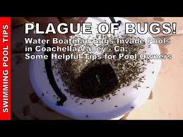Why Are Water Bugs In Pools? - Pool Calculator
