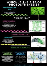 Maybe you would like to learn more about one of these? Poster On Site Of Photosynthesis In What Cell Organelle Does Photosynthesis Occur