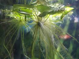 Image result for Hydrostachys polymorpha