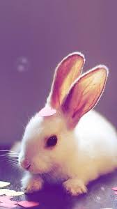 Bunny Rabbit Phone Wallpaper Animals Cute Bunny Cute Animal Pictures