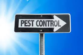 Simple home remedies & formulas for diy pest control. 9 Natural Remedies For Household Pest Problems