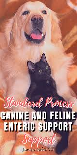 Standard Process Canine And Feline Enteric Support In 2020 Dog Advice Canine Feline