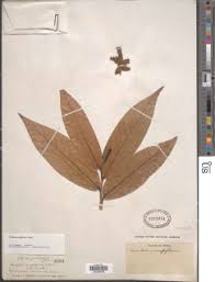 Image result for Hexalobus