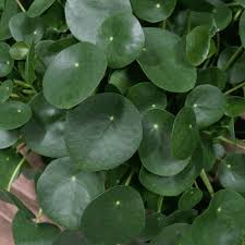 Image result for Pilea johnstonii
