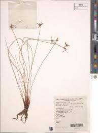 Image result for Isolepis prolifera