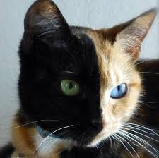 Black And Orange Tortoiseshell Kitten Pin By Wendy Gumpper On Sweet Animals Pretty Cats Crazy Cats Cute Cats
