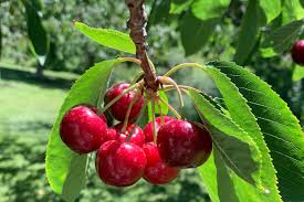 Check out our fruit bearing trees selection for the very best in unique or custom, handmade pieces from our craft supplies & tools shops. Video Backyard Fruit Trees Must Be Maintained To Keep Commercial Orchards Safe Penticton Western News