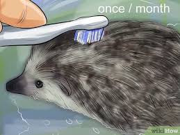 See more ideas about hedgehog bath, hedgehog, hedgehog pet. How To Bathe A Hedgehog 12 Steps With Pictures Wikihow