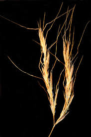 Image result for Andropogon perligulatus