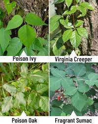 I broke out in a terrible itching, burning red rash just like my husband does when he is exposed to poison ivy. Things University Of Arkansas System Extension Uaex Facebook