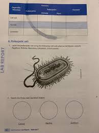 The purpose of the lab is to determine how to compare plant cells and animal cells and their similarities and differences. Found In Organelle Structure Function Prokaryotes Chegg Com