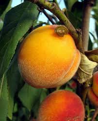 How To Grow A Peach Tree From A Pit Garden Guides Dwarf Peach Tree Peach Trees Fruit Garden