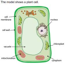 Check spelling or type a new query. Unit 2 Cells Science Quiz Quizizz