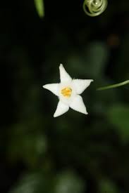 Image result for Zehneria gilletii