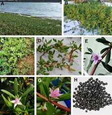 Image result for Sesuvium portulacastrum