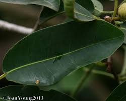 Image result for Ficus burkei
