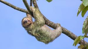 All five living species are limited to the lowland tropical forests of south and central america, where they can be found high in the forest canopy sunning, resting, or feeding on leaves. Why Do Sloths Move So Slowly Bbc Future
