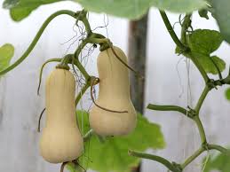 Gardening can be a very calming activity except when you have to go looking and searching for the tools you need. Growing Butternut Squash How To Grow Butternut Squash Plants