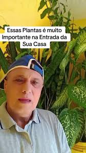 Plantas Poderosas para Proteção na Entrada da Sua Casa