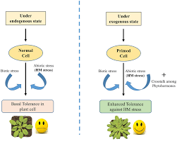 Studying how plant genomes can be epigenetically shaped. Https D Nb Info 1175344397 34