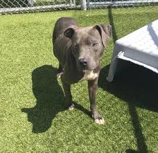 Hours may change under current circumstances Always Adopt Pets From Shelters Break The Puppy Mill Cycle Local News Independenttribune Com