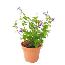 Image result for Asystasia sp. (Biegel 5184)